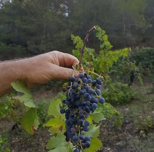 Barko And * Hvar Town