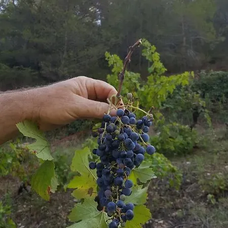 Barko And * Хвар